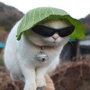 white cat